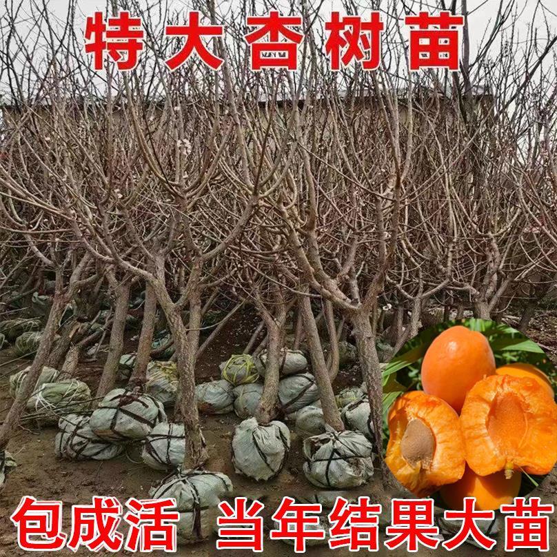 Extra-Large Apricot Tree Seedlings, New Varieties of Fragrant Apricots and Field Apricots, Suitable for Planting in All Seasons in Both Southern and Northern Regions, Ideal for Villa Gardens and Grafting