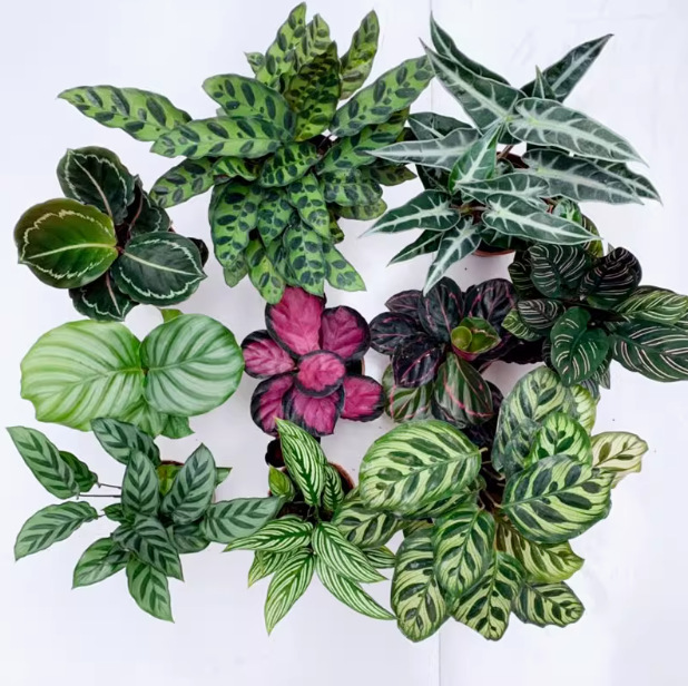 Красивый импортный цветной таро в горшке, стрелолист, яблоко с двойной линией, комнатные зеленые растения для рабочего стола, вечнозеленые цветы для всех сезонов