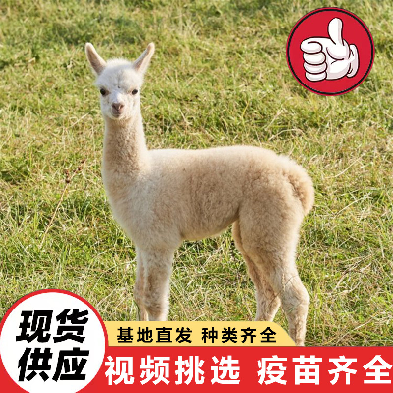 Shandong Alpaca Farm Sells Artificially Raised Live Alpacas for Scenic Spots to Feed and Watch. Alpacas Are Docile