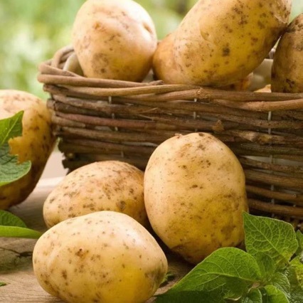 Freshly Dug and Shipped from Dingxi, Gansu, High-Mountain Potatoes with Yellow Flesh and Sandy Texture, Organic Potatoes Grown by Local Farmers