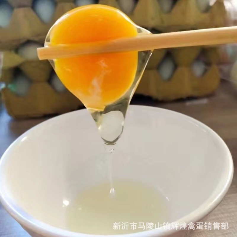 Large Wholesale of Fresh Green Shell Eggs, Green Shell Black Eggs, Green Shell Native Eggs, Green Shell Grass Eggs, Large Quantity and Excellent Price