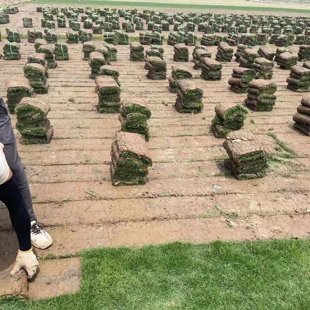 Shenzhen Real Turf Lawn with Soil Carpet Grass Large Leaf Oil Grass House Courtyard Garden with Soil Greening Manila