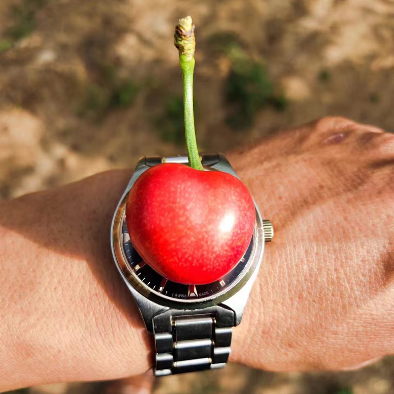 Cherry Seedlings, Cherry Tree Seedlings, Courtyard Ground Planting, Cherry Trees Planted in the North and South, Cherry Seedlings That Bear Fruit in the Same Year