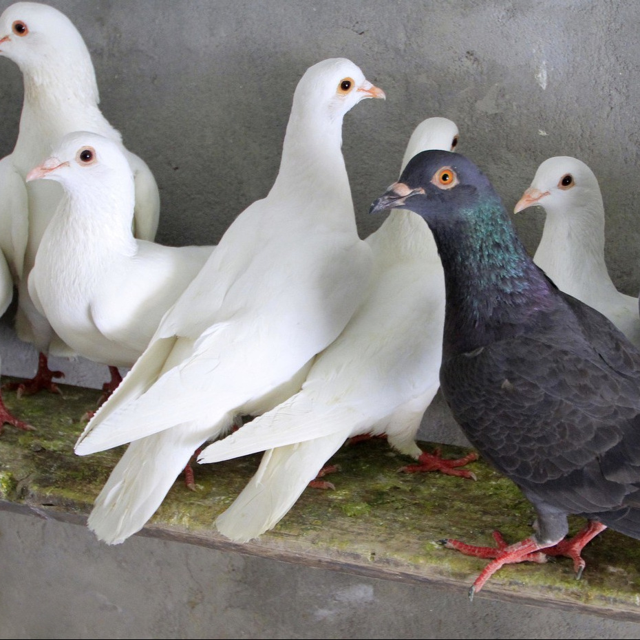 Pair of Live Pigeons, Meat Pigeons, Breeding Pigeons, Small Pigeons, Pigeon Chicks, Gray Young Pigeons, Bags for Laying Eggs