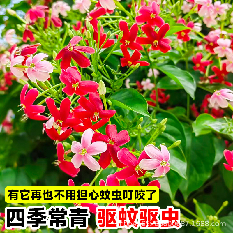 Bougainvillea Climbing Plant Indoor and Outdoor Double-Flowered Vine Climbing Flower Balcony Courtyard Fence Flower Bougainvillea Seedling