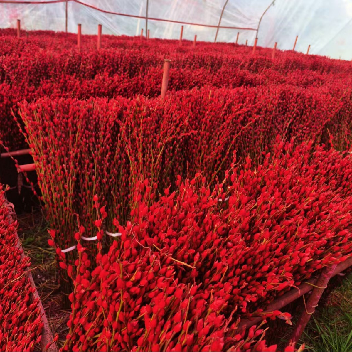 Red Willow, Silver Willow, Fresh Branches, Colorful Willow, Real Flowers, Dried Flowers, Direct Delivery from the Manufacturer Base, 1.5m High-Quality Festive Flowers Shipped from Sichuan