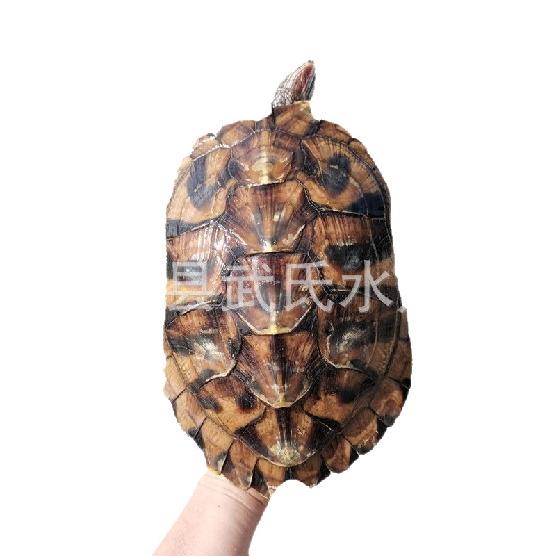 3- 18cm Large and Small Live Brazilian Turtles, Brazilian Baby Turtles, Ornamental Turtles, Pet Wholesale Turtles, Red-Eared Baby Turtles, Long-Living Turtles