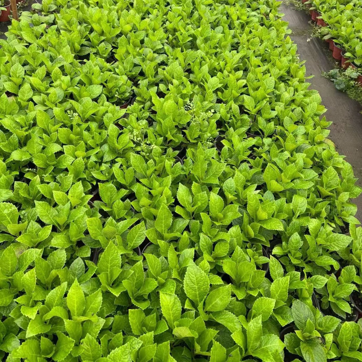 Hydrangea, Eight Immortals Flower, Endless Summer, Large-Flowered Hydrangea, Wholesale in Large Quantities, Preferential Treatment