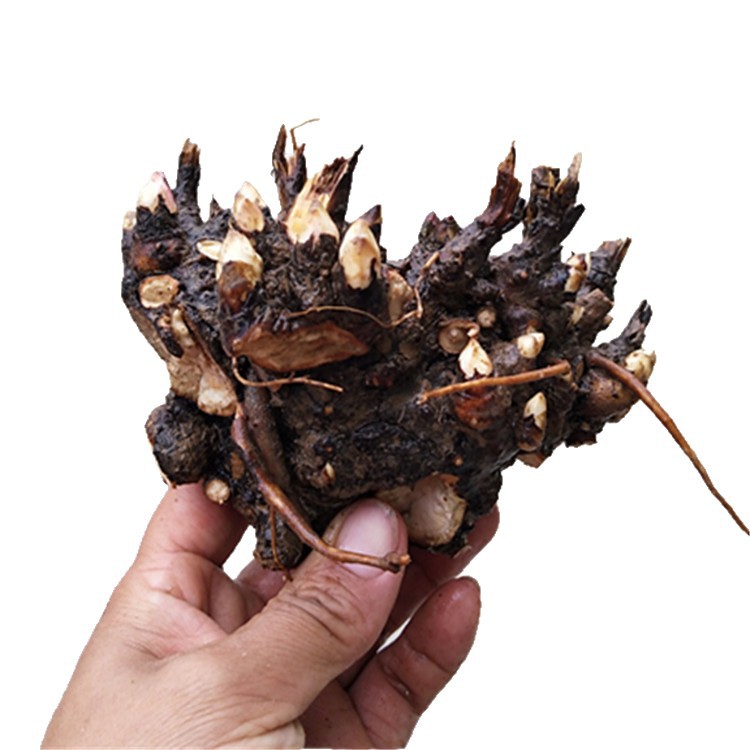 Peony Flower Seedlings, Ornamental Peony Flower Seedlings, Potted Garden, White Peony Buds, Peony Root Blocks, Medicinal Peony Seedlings