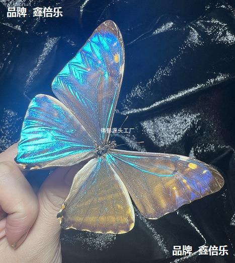 Western Swallowtail Butterfly with Unspread Wings, Original Butterfly Specimen