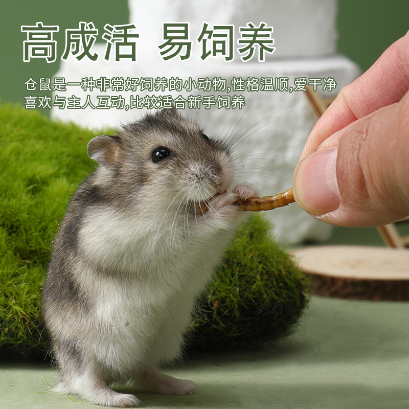 Wholesale Hamsters, Golden Hamsters, Small Live Animals, Milk Tea for Parents, One Male and One Female, Large-Sized Internet-Famous Rodent Pets for Breeding