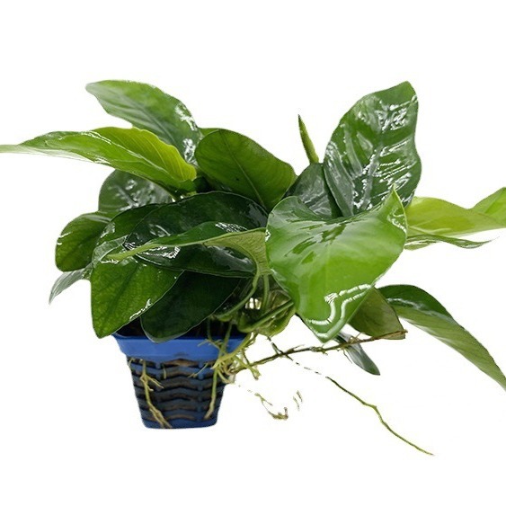 Water Banyan Mini small water Banyan small Banyan Banyan double head medium Banyan gold banyan aquatic grass live wholesale fish tank landscaping real aquatic grass