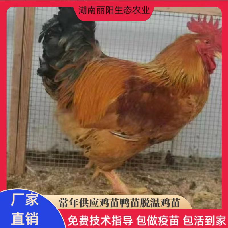 Factory Wholesale Fast-Growing Yellow Chicken Seedlings Live Three-Day-Old Yellow Chickens with Fast Growth and Are Suitable for Free-Range Broiler Chickens in Rural Areas and Mountains