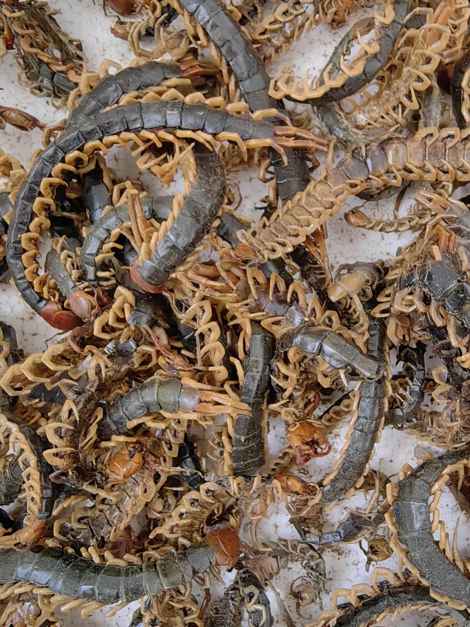 Centipede Medicinal Materials, Dried Centipedes, Red-Headed Centipede Meat, Centipedes Without Bamboo Skewers 8- 22cm Free Shipping Scorpions