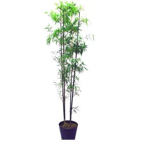 Bamboo Seedlings, Courtyard Evergreen Bamboo, Green Bamboo, Purple Bamboo, Luohan Bamboo Seedlings, Northern Outdoor Cold-Resistant Wall Saplings