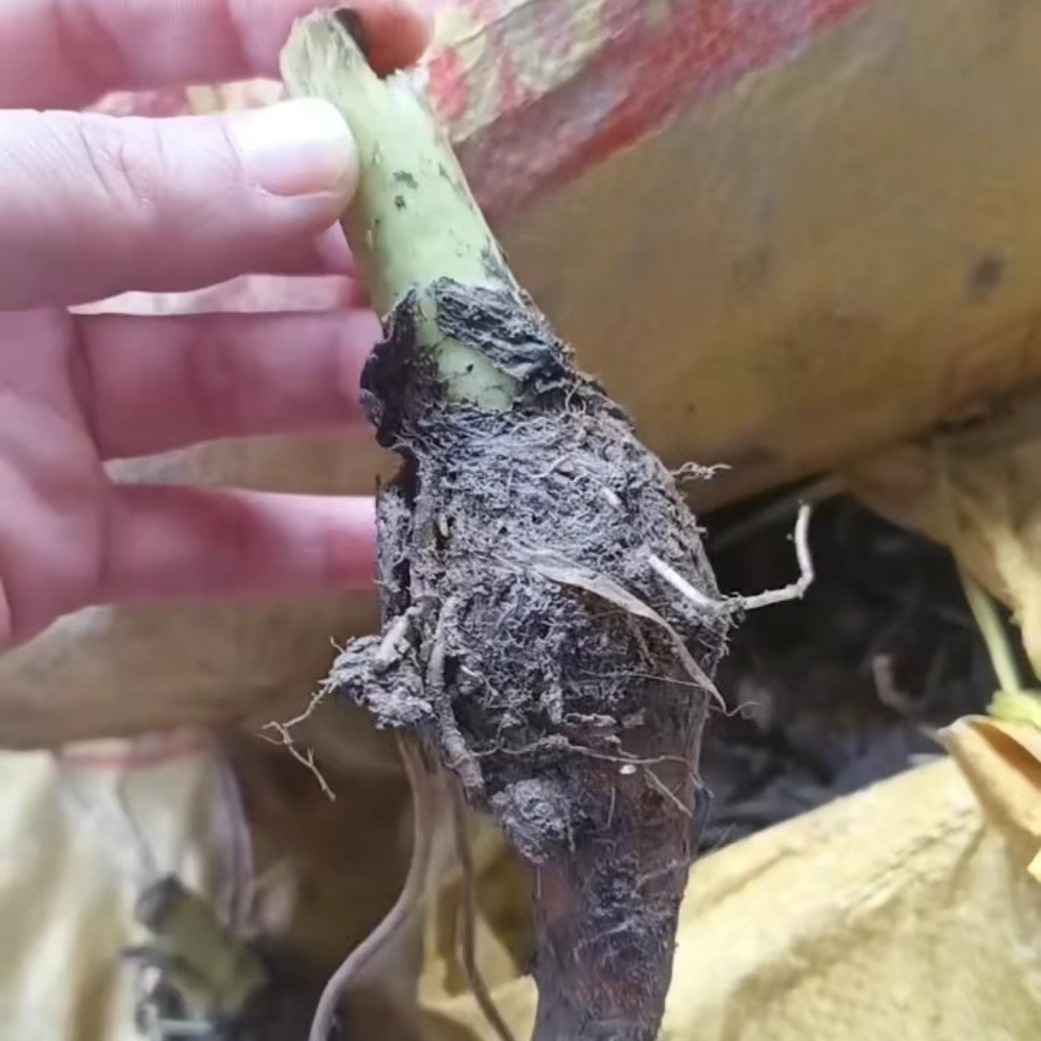 Аутентичные семена таро Липу из Гуанси, саженцы таро Липу, семена таро Липу из Гуанси