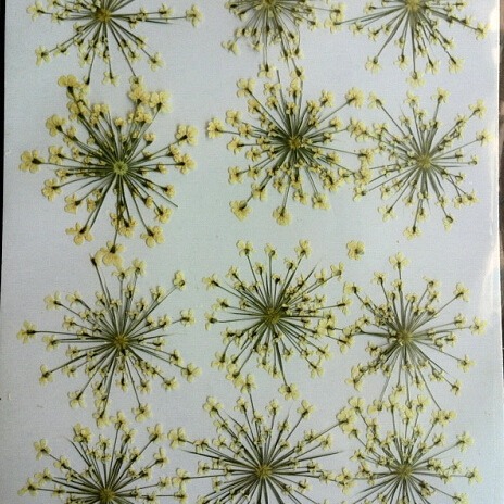 Dried flower factory wholesale lace flower snow bead flower star flower nail art dried flower glue mobile phone shell art flower