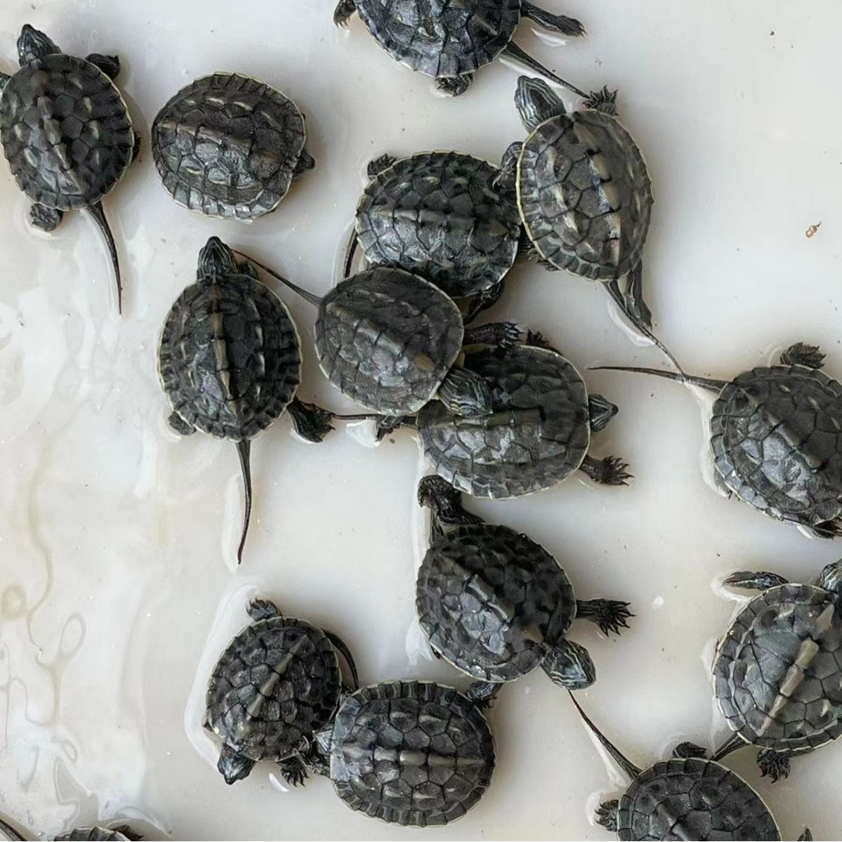 Net red stall artifact small turtle colorful Brazilian turtle living colorful cartoon turtle pet color turtle factory wholesale