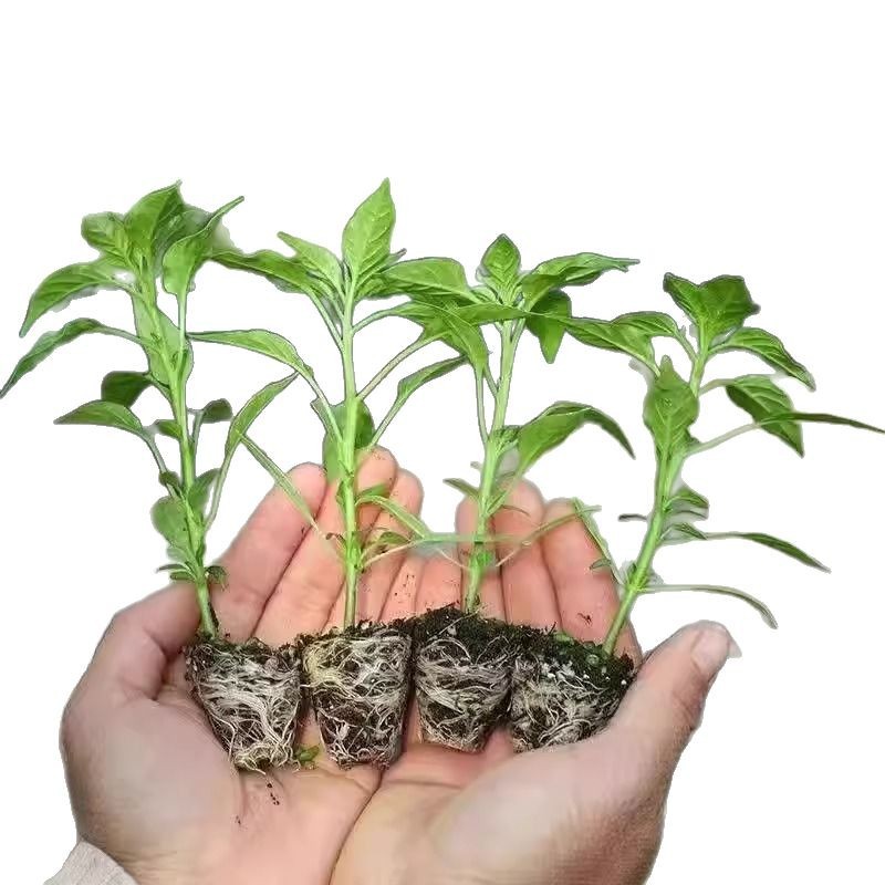 Screw Pepper Chili Seedlings High-Yield Spicy Extra-Large Chili Seedlings Screw Pepper Thin-Skinned Southern Potted Vegetable Seedlings