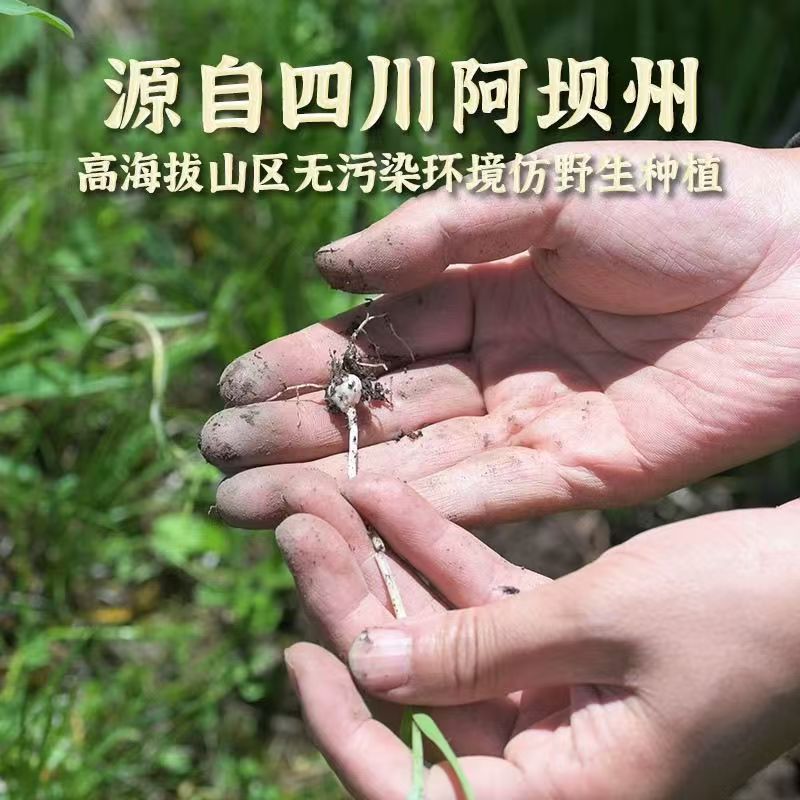 Authentic Sichuan Fritillaria, a Genuine Sichuan Fritillaria from Aba, Sichuan, Sulfur-Free, Sustainably Sourced, Selected Dried Goods