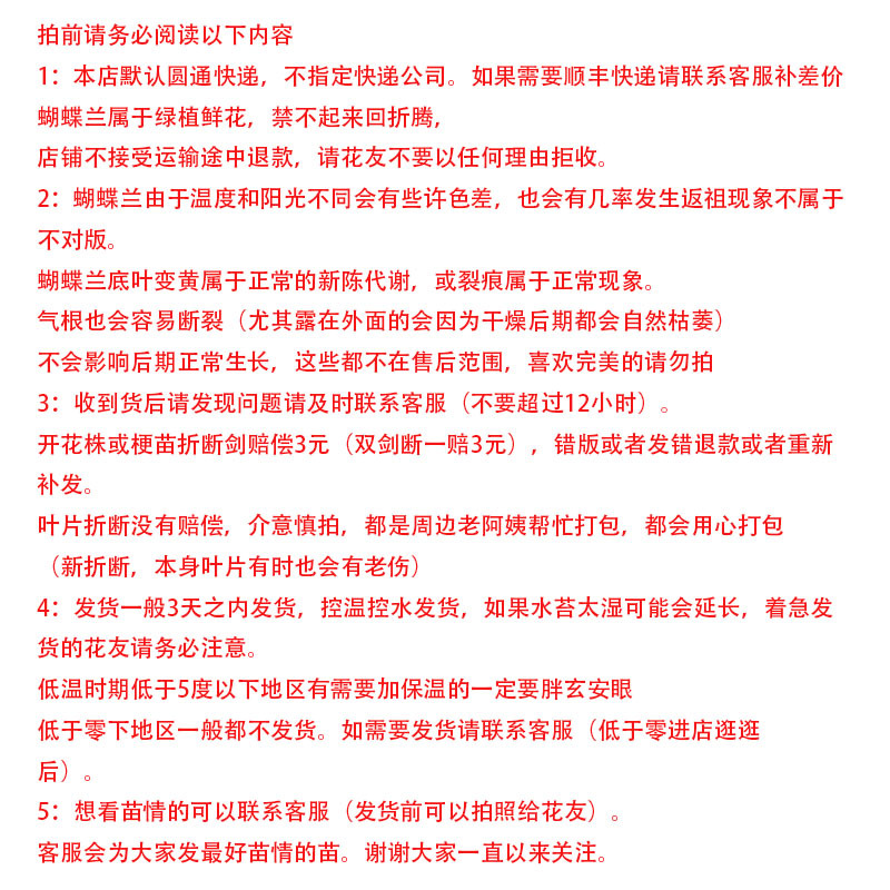 Popular Phalaenopsis Seedlings with Long Flowering Period, Interesting Native Seedlings, Large Seedlings, Living Room Indoor Plants and Florals Are Easy to Maintain