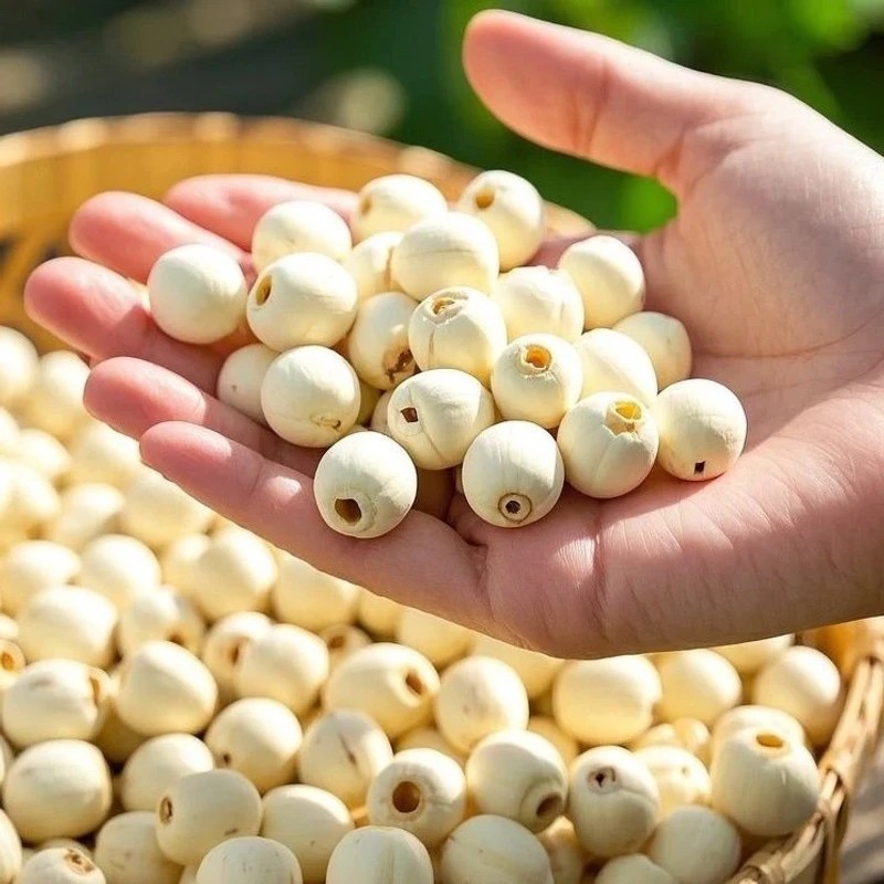White Lotus Seeds 500g Hunan Xiangtan Lotus Seeds Coreless White Lotus Seeds Wholesale and Delivery Chinese Medicinal Materials Collection