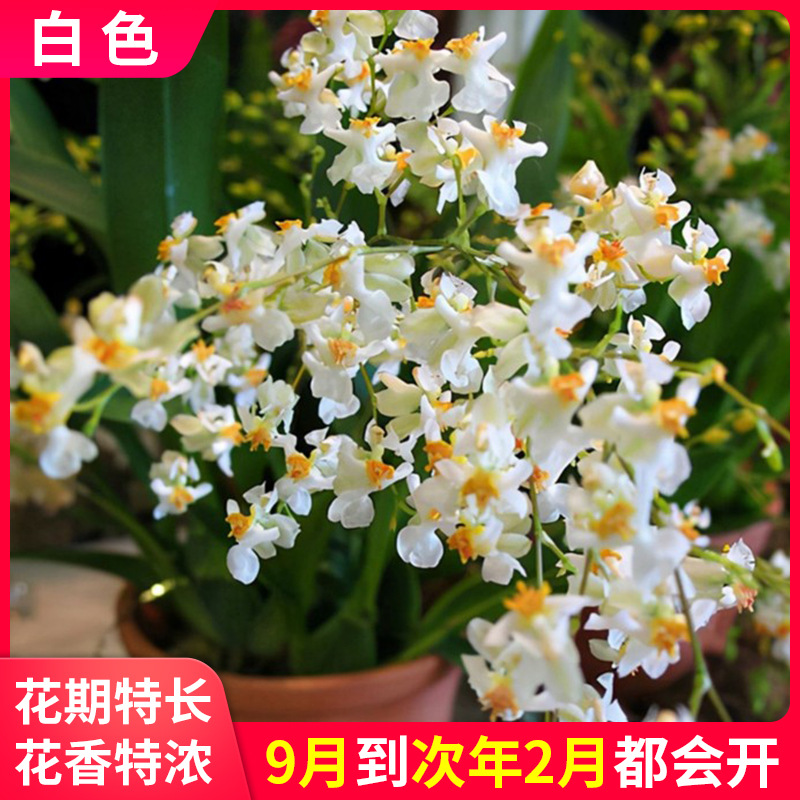 Orchid Seedlings Mengxiang Mini Oncidium Dancing Perfume Orchid Pink Strong Fragrance Easy to Grow Florals with Buds in Winter