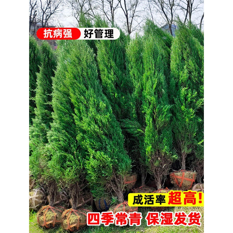 Pine and Cypress Saplings, Evergreen Cypress, Tower Cypress, Arborvitae, Large Saplings, Road Greening, Easy to Live and Maintain, Round Cypress and Pine Trees