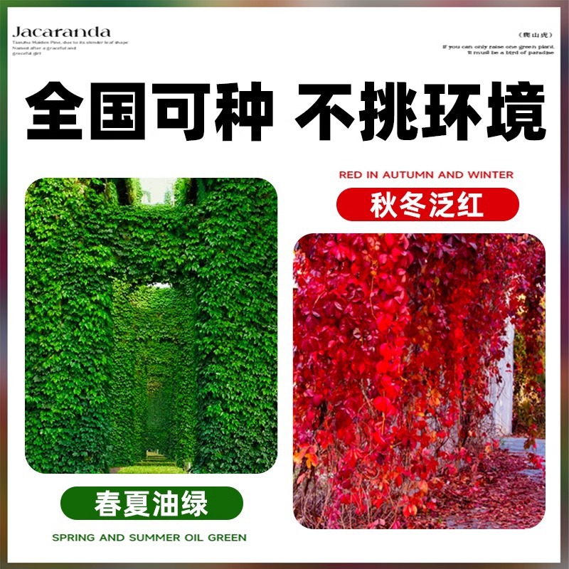 Vine Saplings, Evergreen All Year Round, Non-Leafing Courtyard Vine Plants, Three-Leaf and Five-Leaf Red Wall Climbing Seedlings