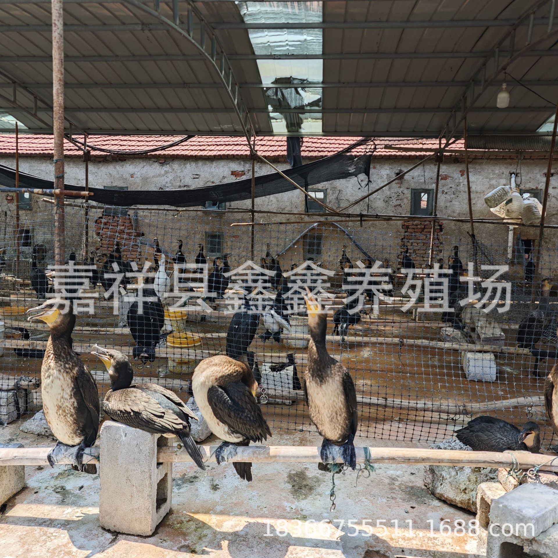 Live Cormorant Breeding Farm Sells Large Quantities of Fish-Catching Cormorants. Wetland Park Performance Fish-Catching Cormorant Seedlings Price