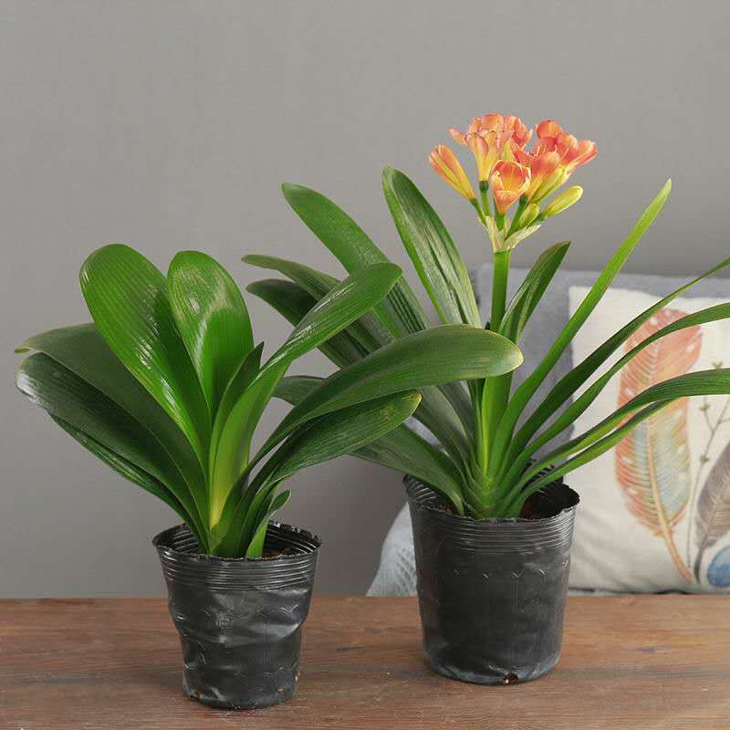 Сеянцы кливии, кливия в горшке, большие сеянцы кливии, комнатные цветы и зеленые растения, оптовая доставка одной штуки