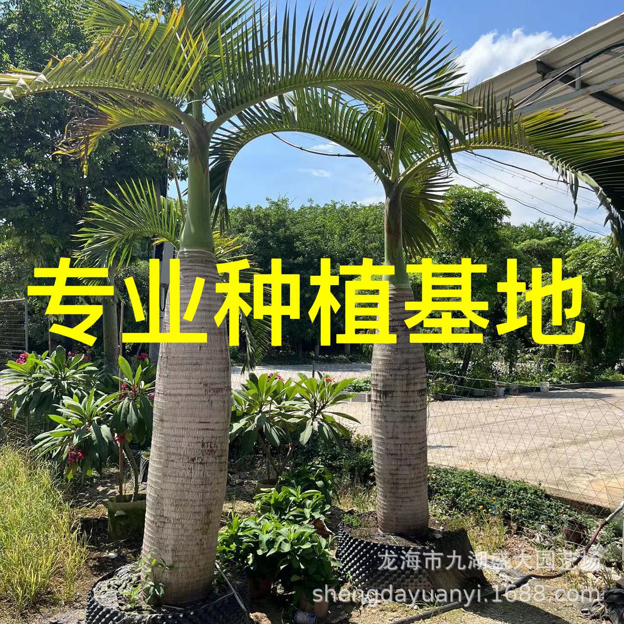 Цена на кокос в бутылке из Фуцзяня, оптовая продажа кокоса в бутылке из Чжэцзяна, цена на кокос в бутылке из Хайнаня