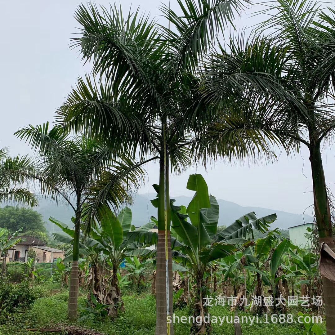 Zhejiang Dahuang Coconut Quote Jiangxi Dahuang Coconut Price Dahuang Palm Wholesale Fujian Dahuang Coconut Base