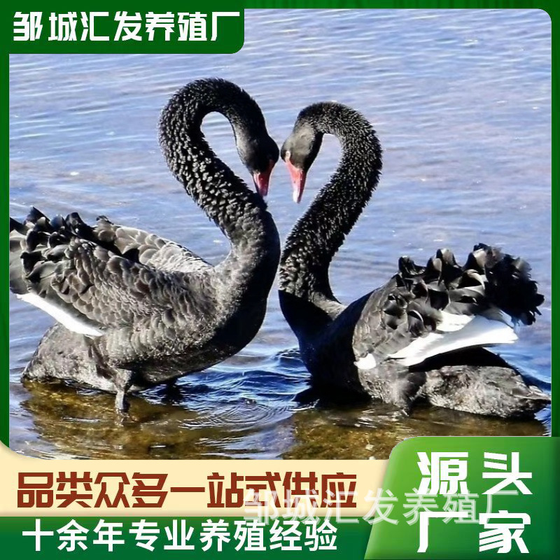 Adult Black Swans for Viewing in Scenic Spots, Live Black Swans for Mall Rental, Price for a Pair of Black Swans, Black Swan Chicks for Sale