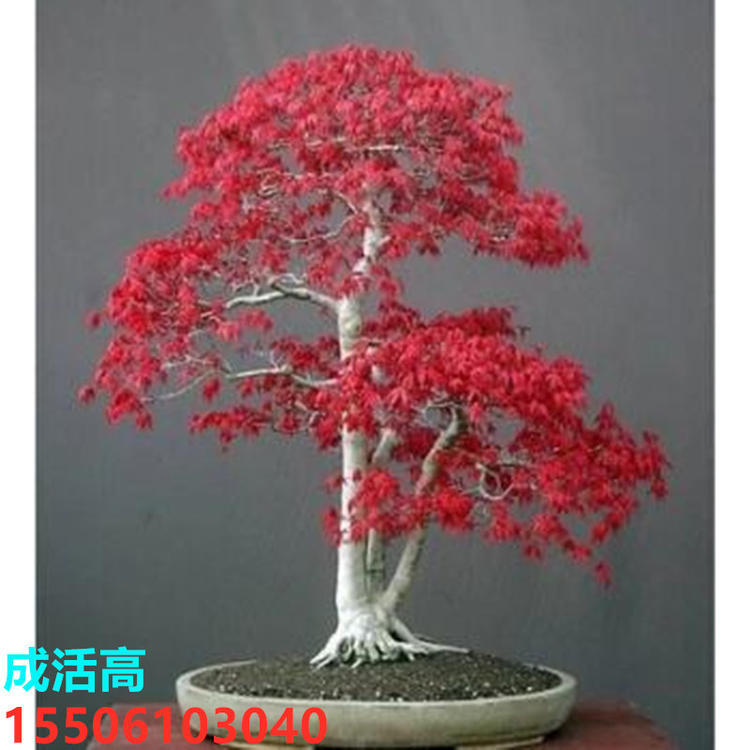 Wholesale Feather Maple Dance Peacock Japanese Red Maple Seedlings Saplings Red Dancer Tree Seedlings Potted Plants Planted in the North and South