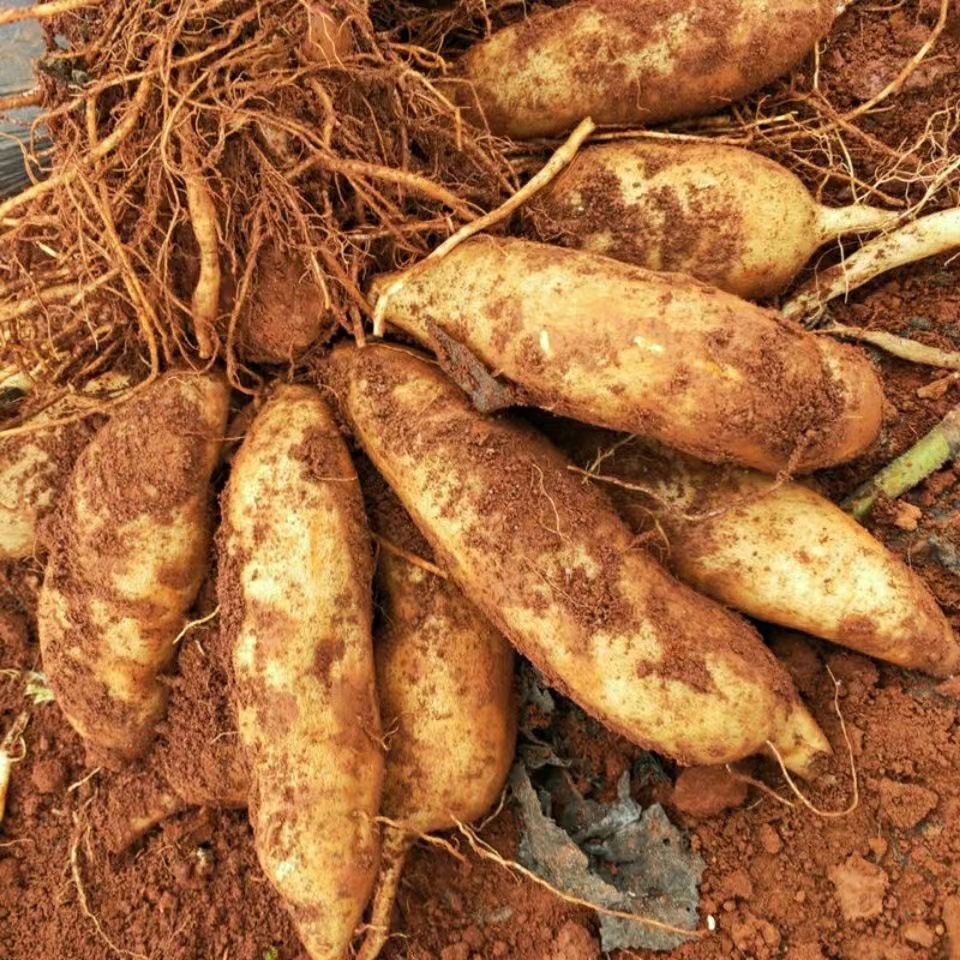 Yunnan Tianshan Snow Lotus Root 4.5kg Fresh Red Clay Snow Lotus Root Fresh Fruit Seasonal Fruit Whole Box Free Shipping