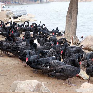 Adult Black Swans, Live Healthy Black Swans, Ornamental Grade Adult Black Swans, Sold in Pairs, Free Shipping and Live