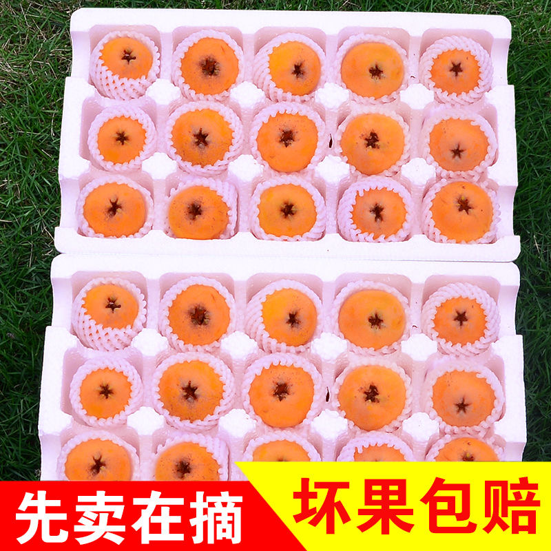 Yunnan Dafu Xing Loquat 2.5kg Large Fruits, Freshly Picked Seasonal High Mountain Loquat Fruit with Free Shipping from Yunnan High Mountains