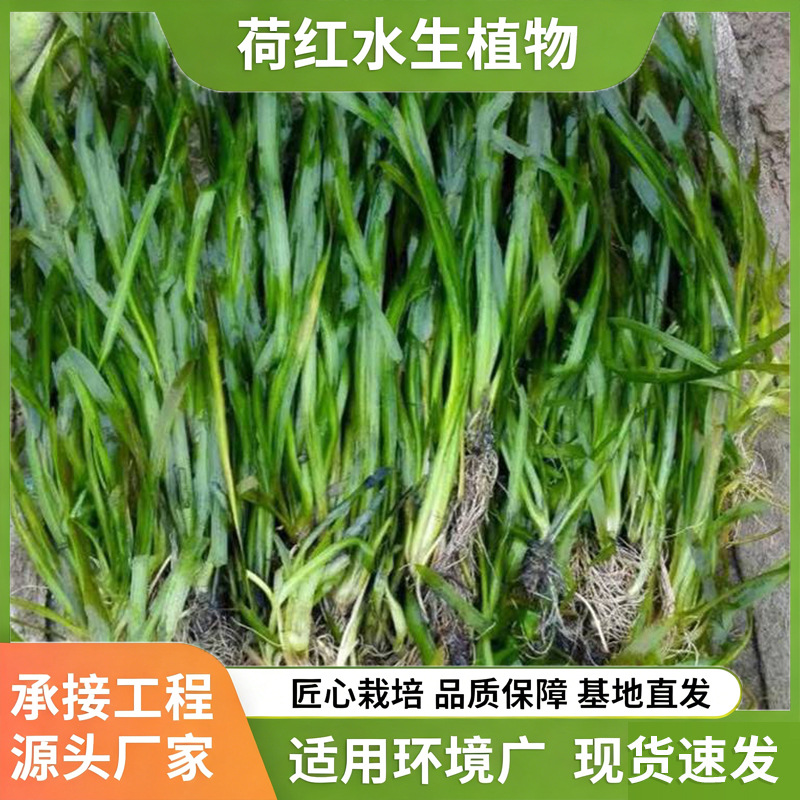 Цератопилум дубиум, карликовый вечнозеленый цератопилум, для различных проектов очистки воды, озеленения и восстановления водных растений