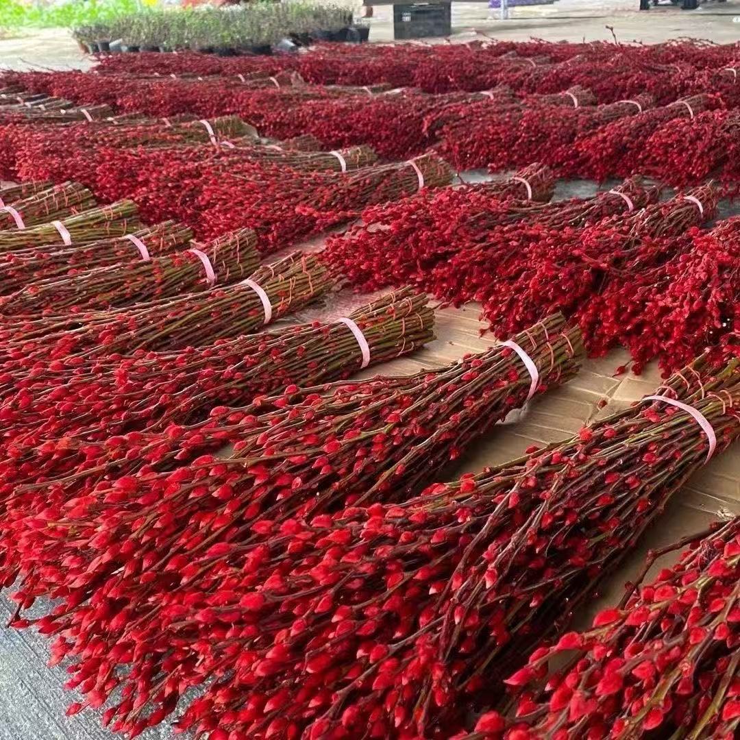 Silver Willow Real Flower Fresh Branches Living Room Red Dried Branches Flowers with Buds Ornaments New Year's Eve Florals Indoor Hydroponic Green Plants