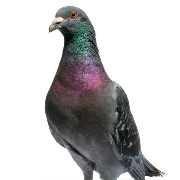 Lucky Ingot Pigeon Giant Purebred Large Ingot Pigeon Live Pair Ornamental Pigeon Meat Pigeon Breed Pigeon Live Animal Free Shipping