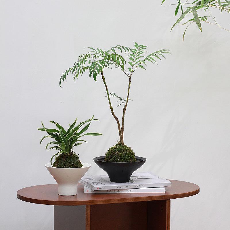 Native Moss Ball Plant Potted Duck Foot Wood Japanese-Style Hydroponic Lazy Style Desktop Easy-To-Care-For Green Plant