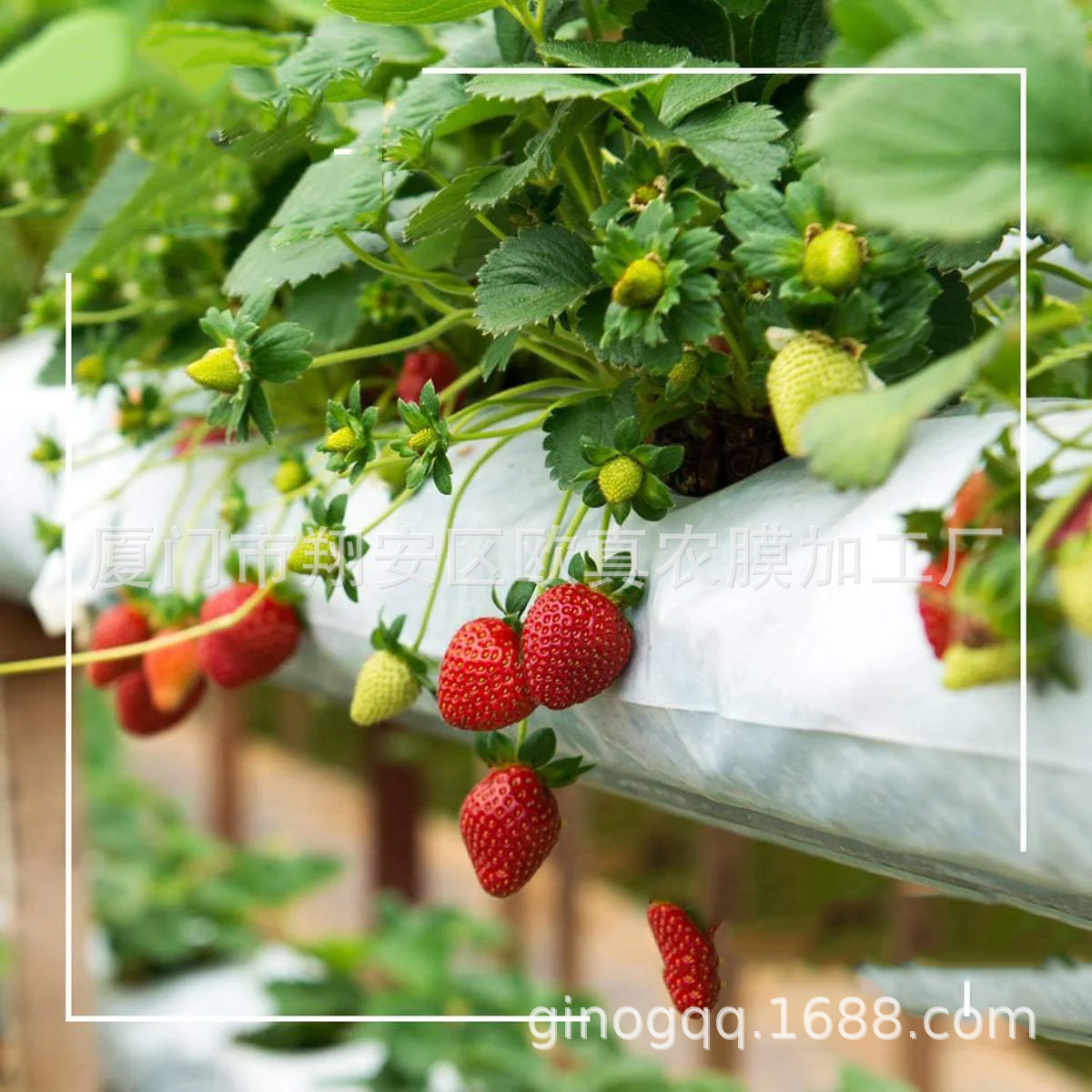 Матрица для мешков, мешок для культивирования клубники, томатов и овощей, полосы для посадки, кокосовые волокна, торфяной матричный мешок