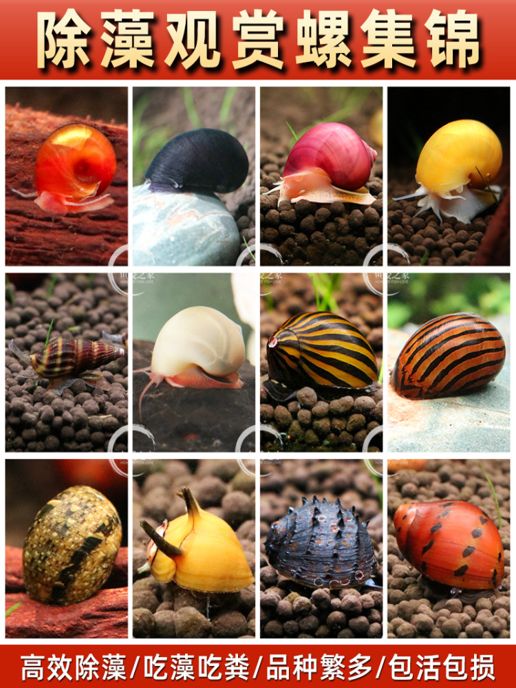 Декоративные улитки, живые золотые улитки для питомцев, улитки для удаления водорослей, улитки с фиолетовым узором, легкие в уходе и долговечные инструменты