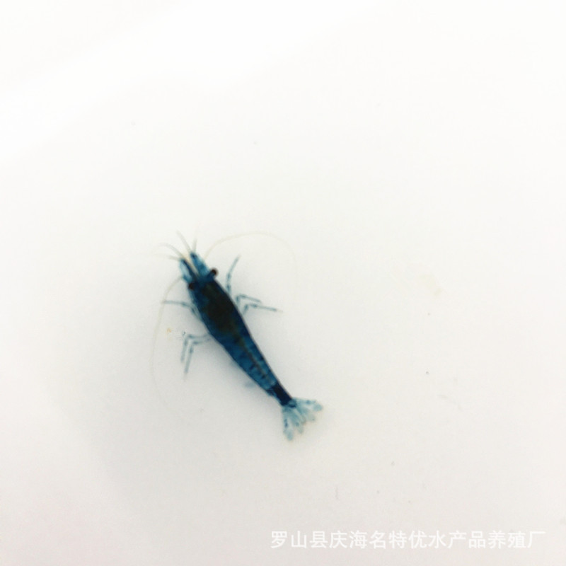 Blue Velvet Shrimp Live Ornamental Shrimp Pet Shrimp Colorfulful Shrimp Rice Shrimp Grass Tank Algae Removal Cleaning Own Shrimp Farm Direct Approval