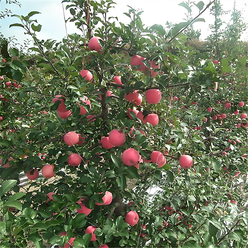 Apple Seedlings, Fruit Tree Seedlings, Southern Planting, Apple Seedlings with Results in the Same Year, Various Apple Seedlings, Wholesale