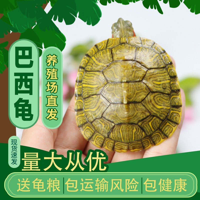 Оптовая продажа живых черепах, живая черепаха, домашняя живая цветная черепаха, декоративная черепаха, водная черепаха, бразильская черепаха, киоск, оптовая продажа