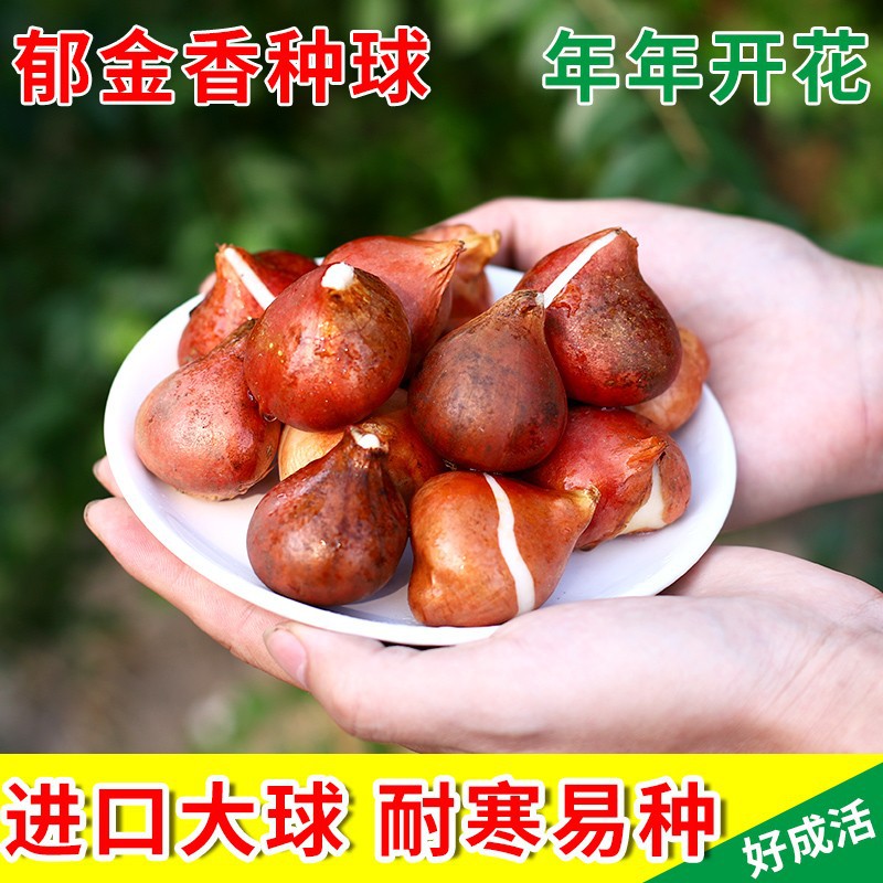 Tulip Bulbs 5 Degrees of Hardness for Soil Cultivation, Hydroponic Cultivation, Indoor Potted Plants, Balcony, Courtyard, Ground Planting, Cold-Resistant Flowers, Multi-Colored Flower Bulbs