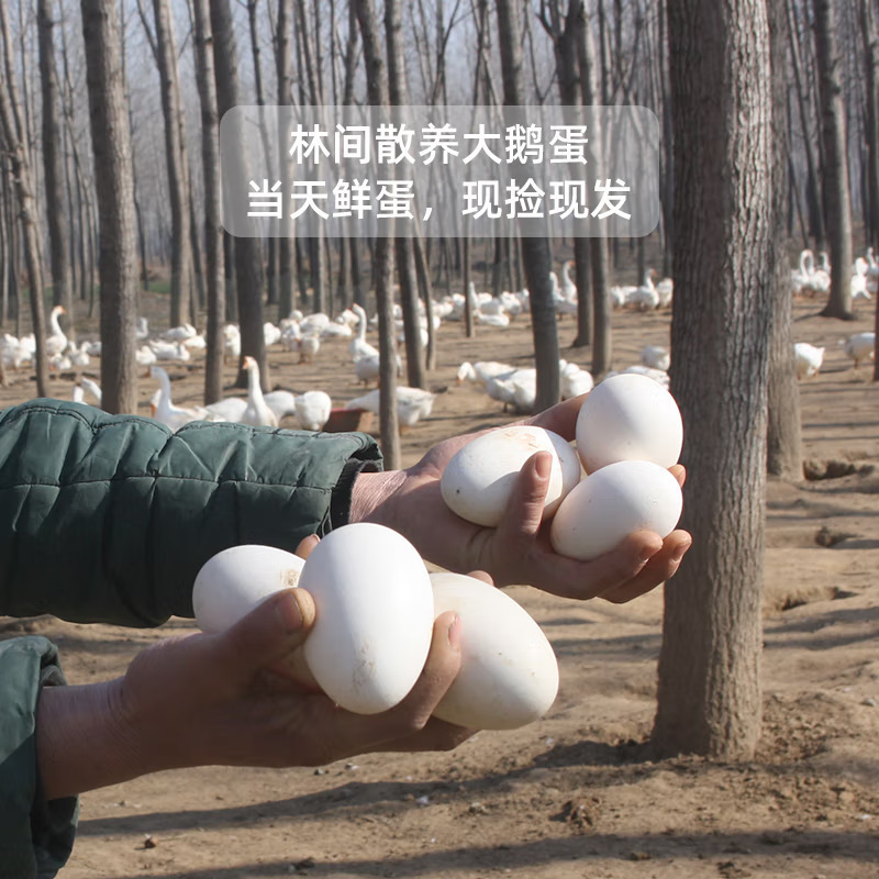 Fresh Goose Eggs for Pregnant Women, Farm-Raised Free-Range Goose Eggs, Authentic Freshly Picked Goose Eggs, 6 Selected Goose Eggs, 80-120 Grams