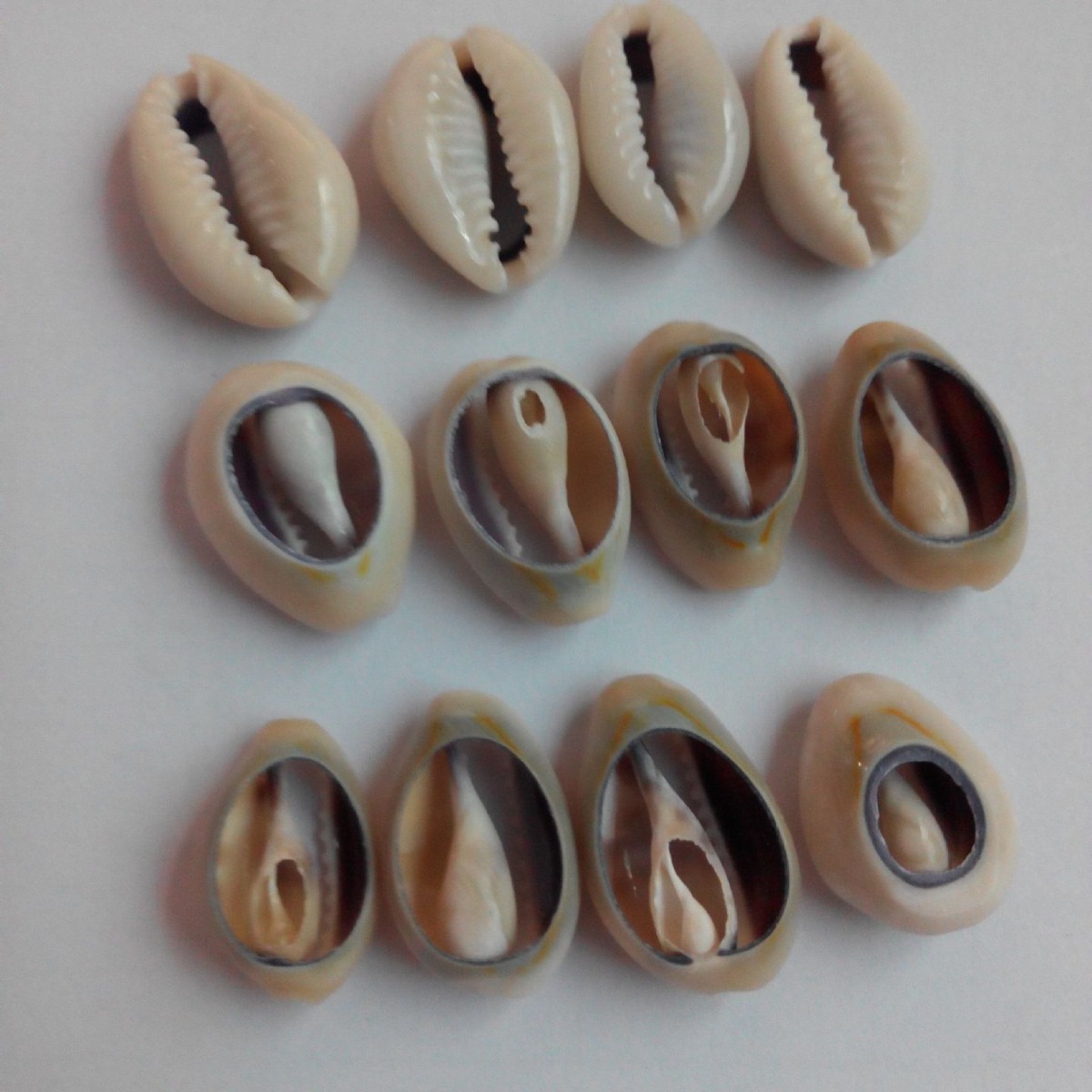 Ring Gold Snail Natural Small Shell Wholesale Conch Accessories Gold Edge Slices Clothing Decoration Natural Gray Slices